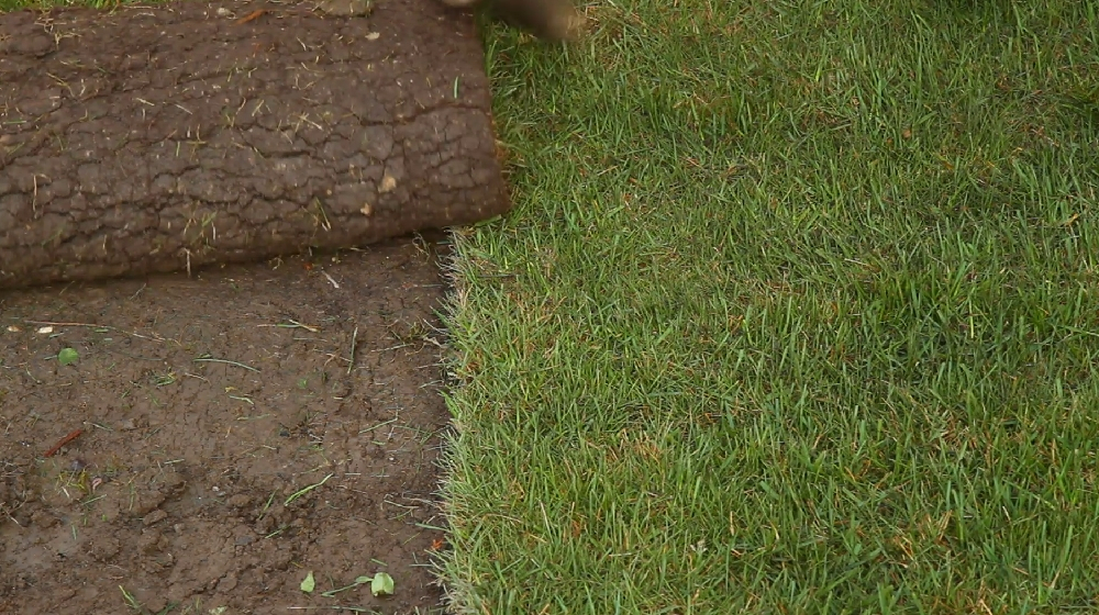 Comment poser des plaques de gazon? Dobbit