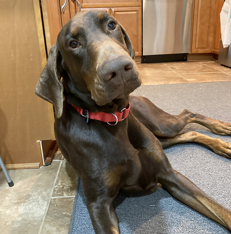 Bones Doberman Assistance Rescue & Education