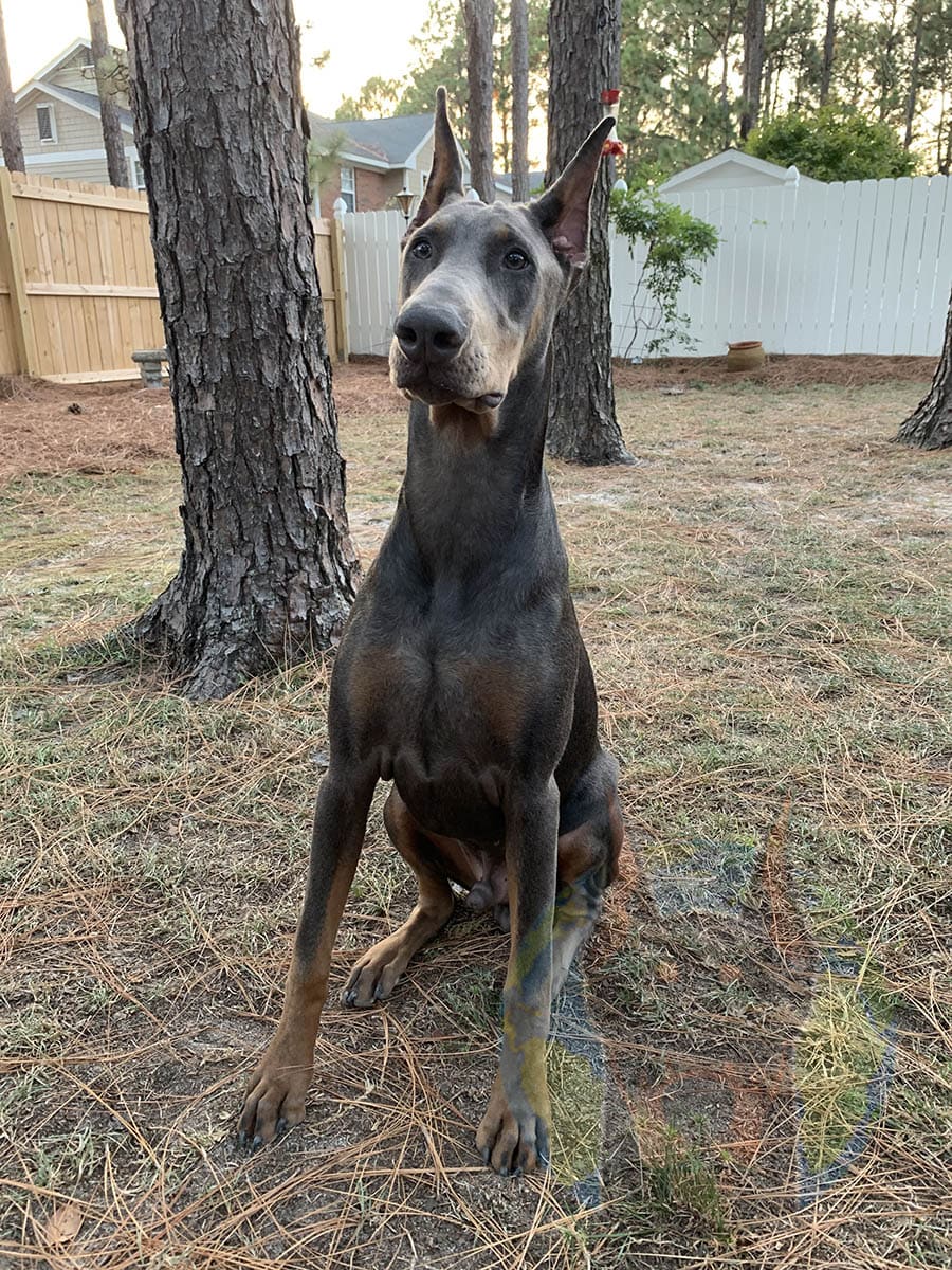 Blue And Tan Doberman Pinscher