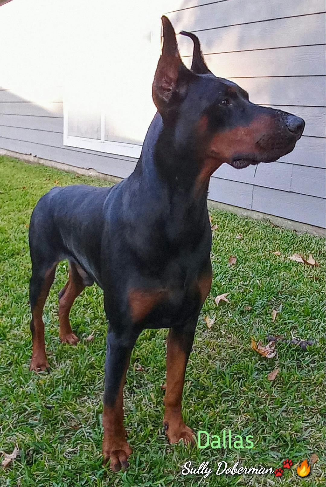 Doberman Puppies For Sale Sully's Doberman Sullinger