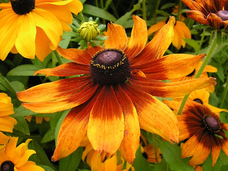 Rudbekia Jeżówka Dwubarwna (Rudbeckia Bicolor) (ID 2995