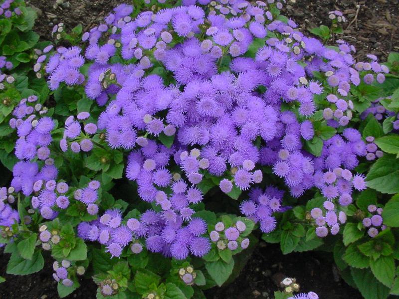 Żeniszek Meksykański Niebieski (Ageratum Houstonianum) (ID 3185