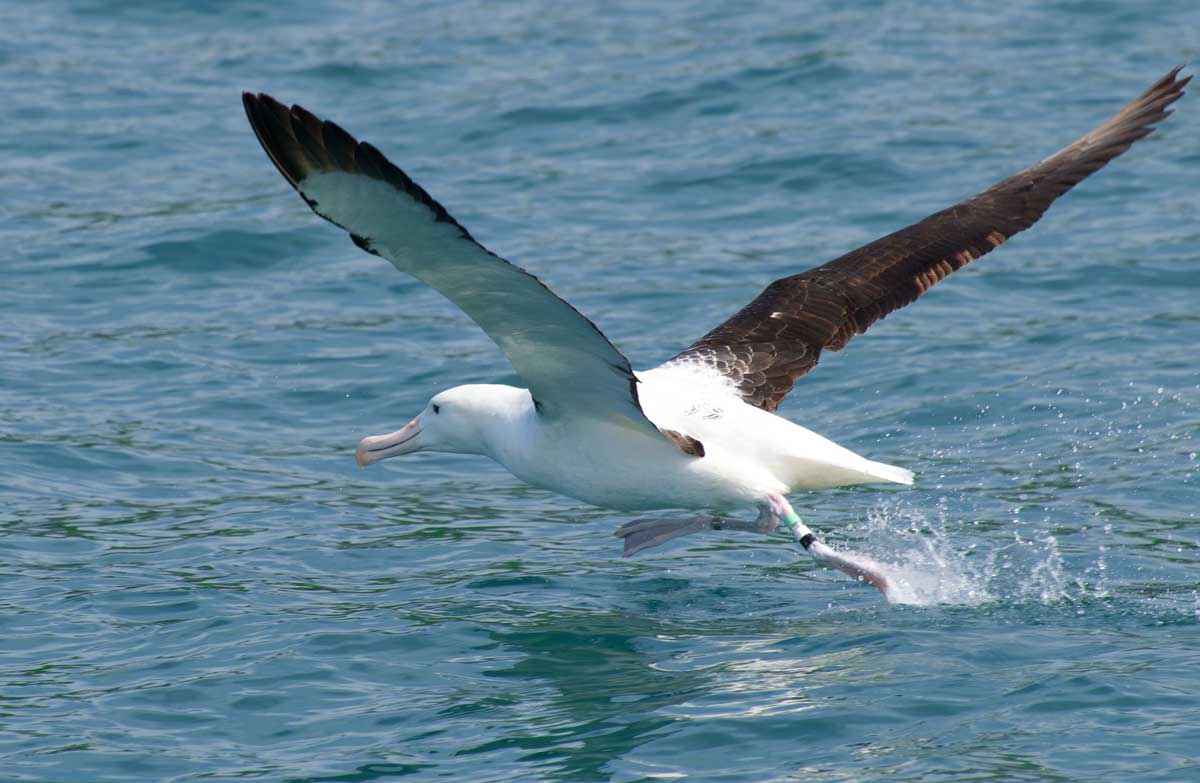 Record your royal albatross sighting Royal albatross/toroa