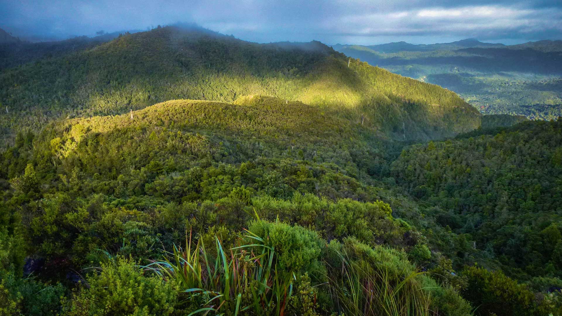 Billygoat Basin conservation campsite Coromandel Forest Park