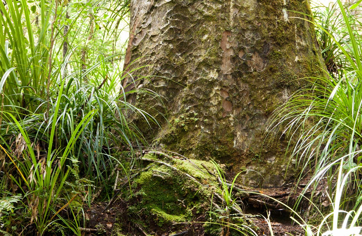 Flora, fauna and communities set to flourish through Jobs for Nature