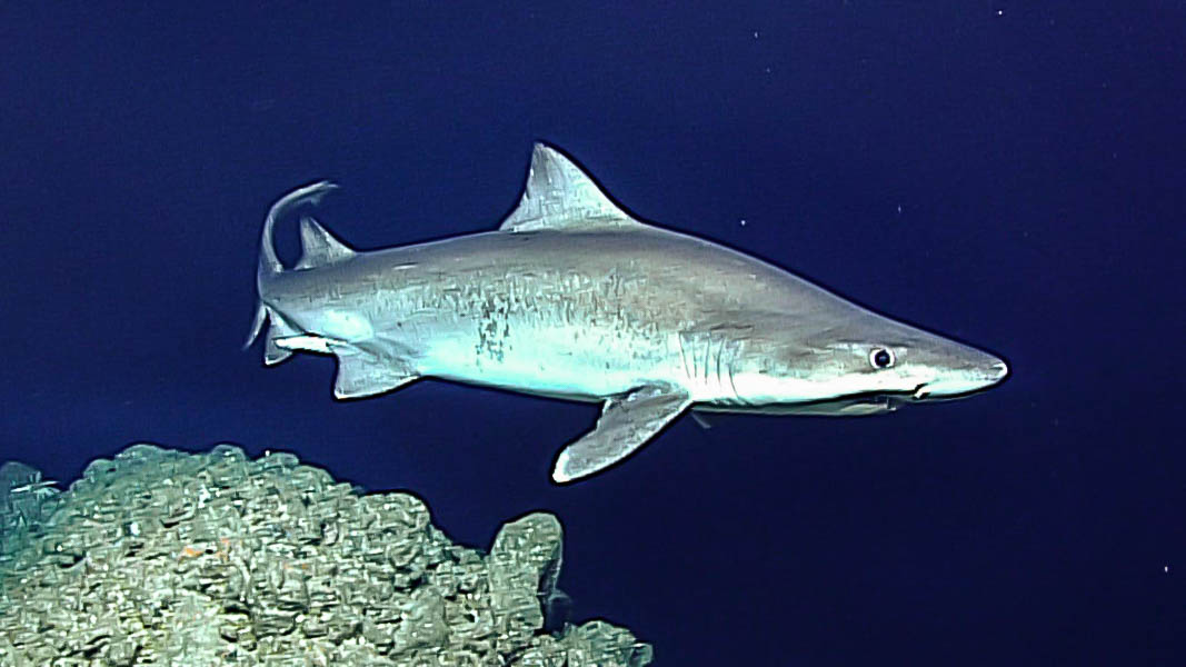 Smalltooth sandtiger shark Sharks/mango