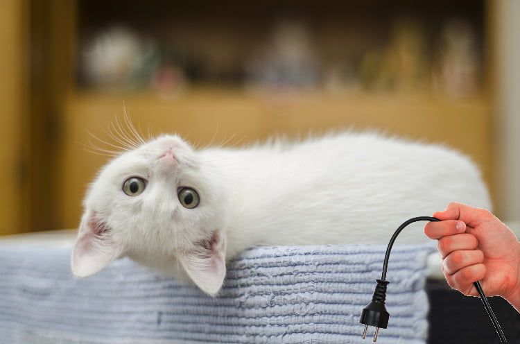 How to Keep your Cat from Chewing Electrical Cords