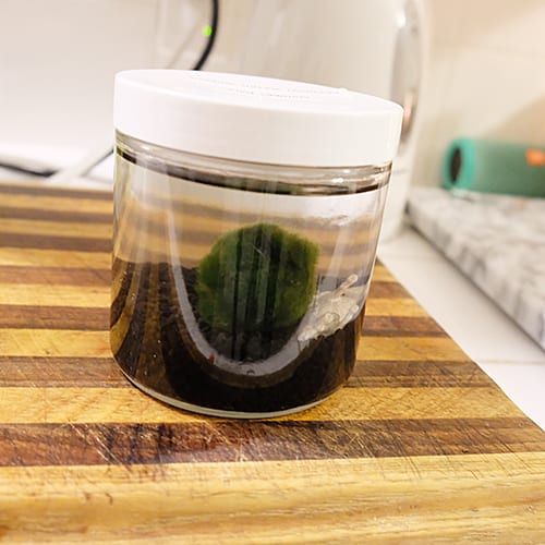 7 Ways to Repurpose Plastic Weed Containers Blog Dockside Cannabis