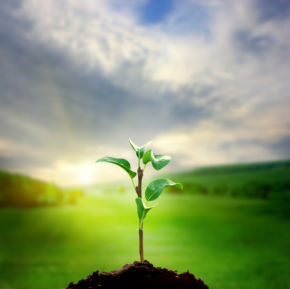 Amazon Herbs with John Easterling