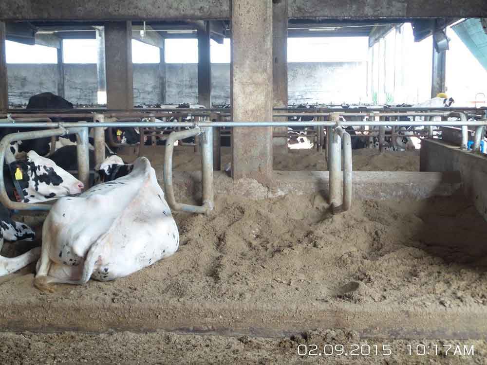 Green Bedding Separator • DODA