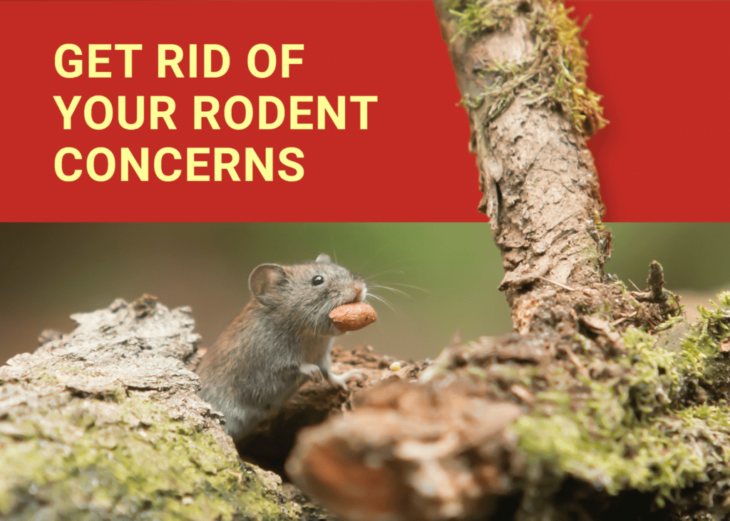 Get Rid of Your Rodent Concerns Dodson Pest Control