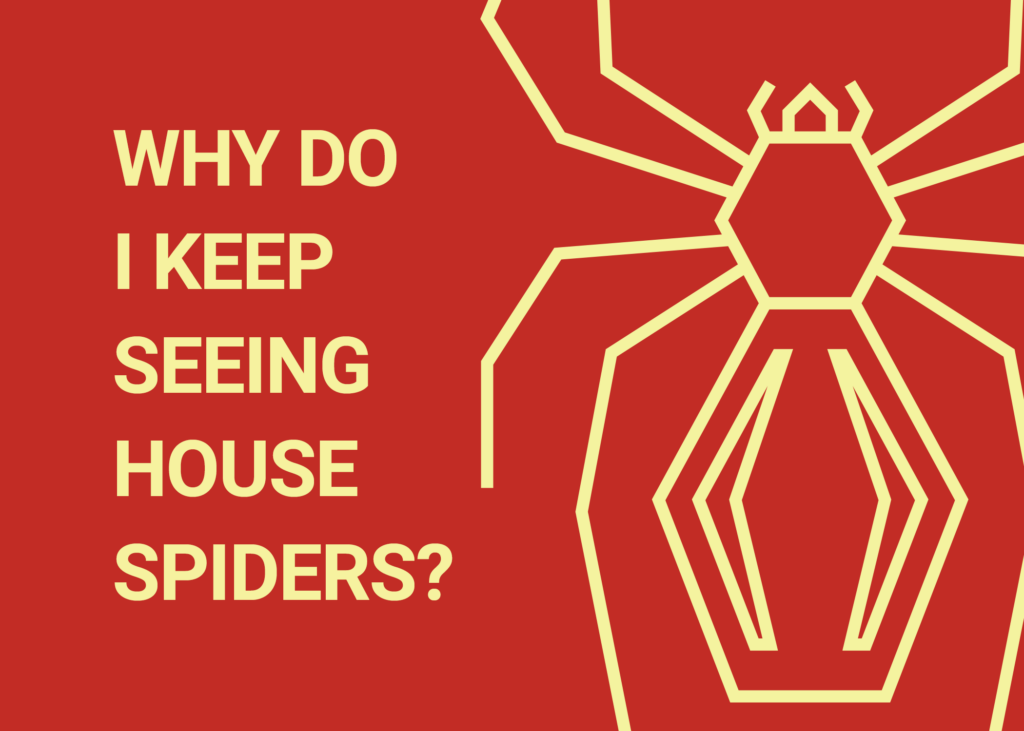 Why Do I Keep Seeing House Spiders? - Dodson Pest Control