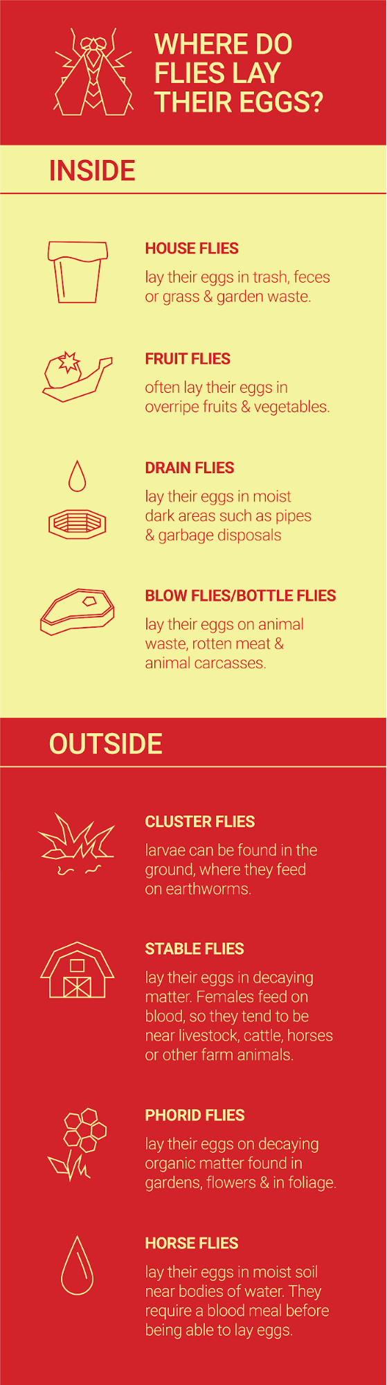 Where Do Flies Lay Their Eggs? Dodson Pest Control