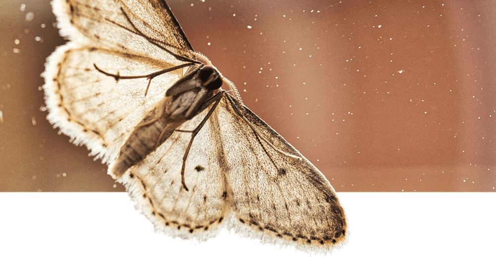 What You Need to Know About Clothes Moths Dodson Pest Control