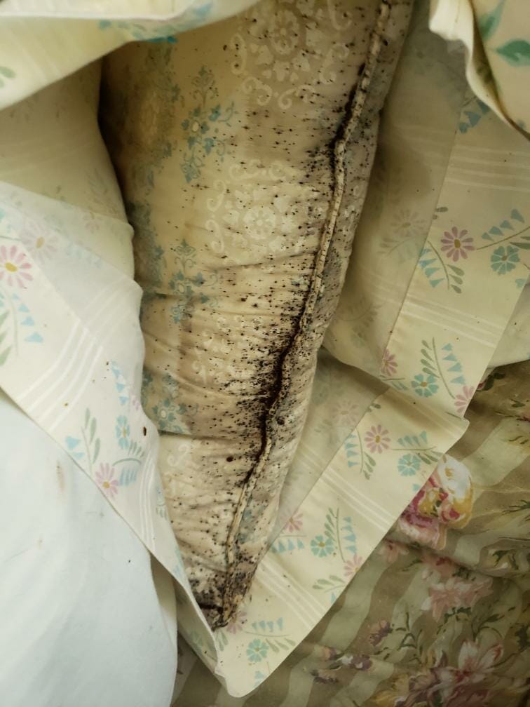 How to Identify Bed Bugs Dodson Pest Control