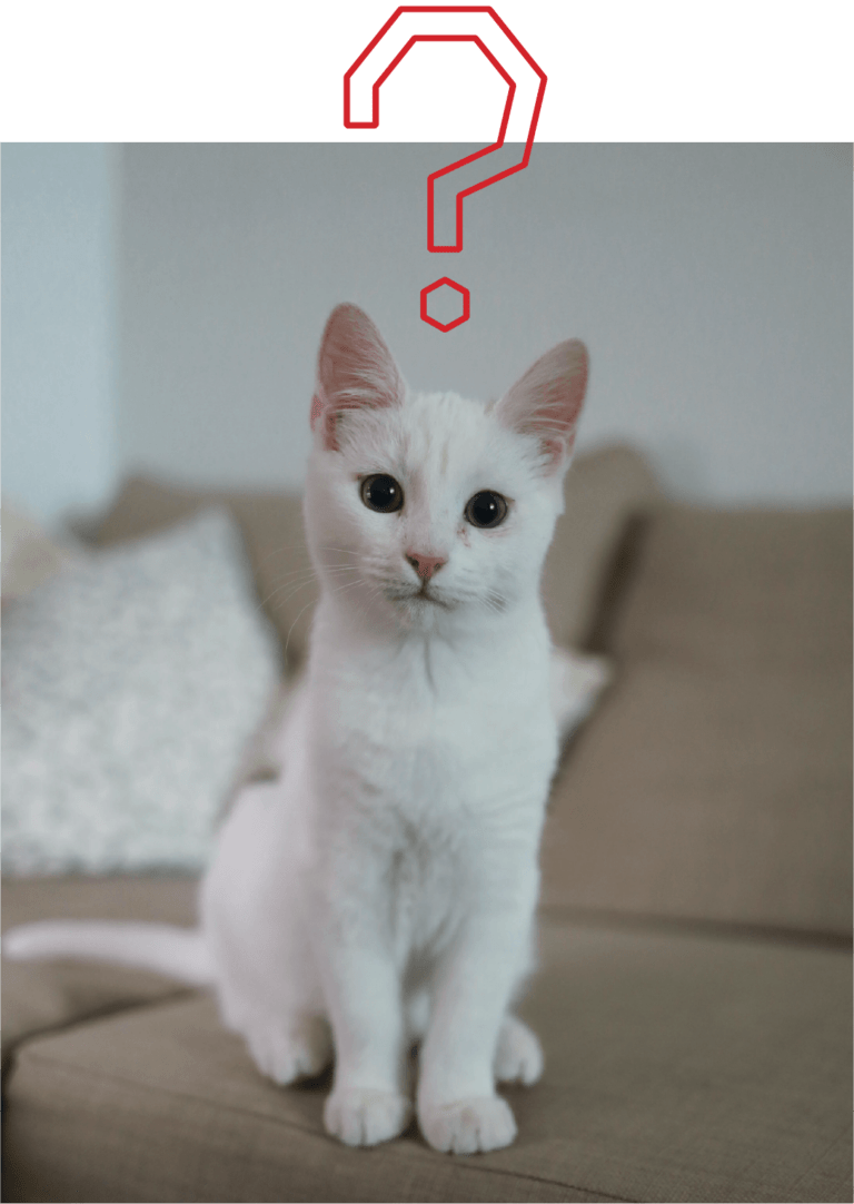 How to Get Rid of Mice and Rats Dodson Pest Control