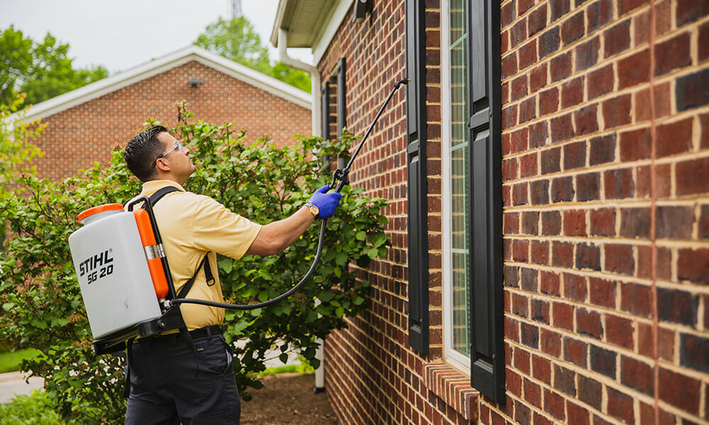 Signs of Termite Damage and Termite Infestations Dodson Pest Control