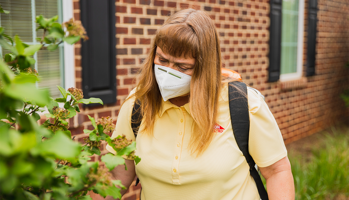 How to Get Rid of Spiders Dodson Pest Control