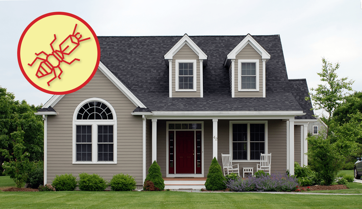 How Often Should You Get a Termite Inspection? Dodson Pest Control