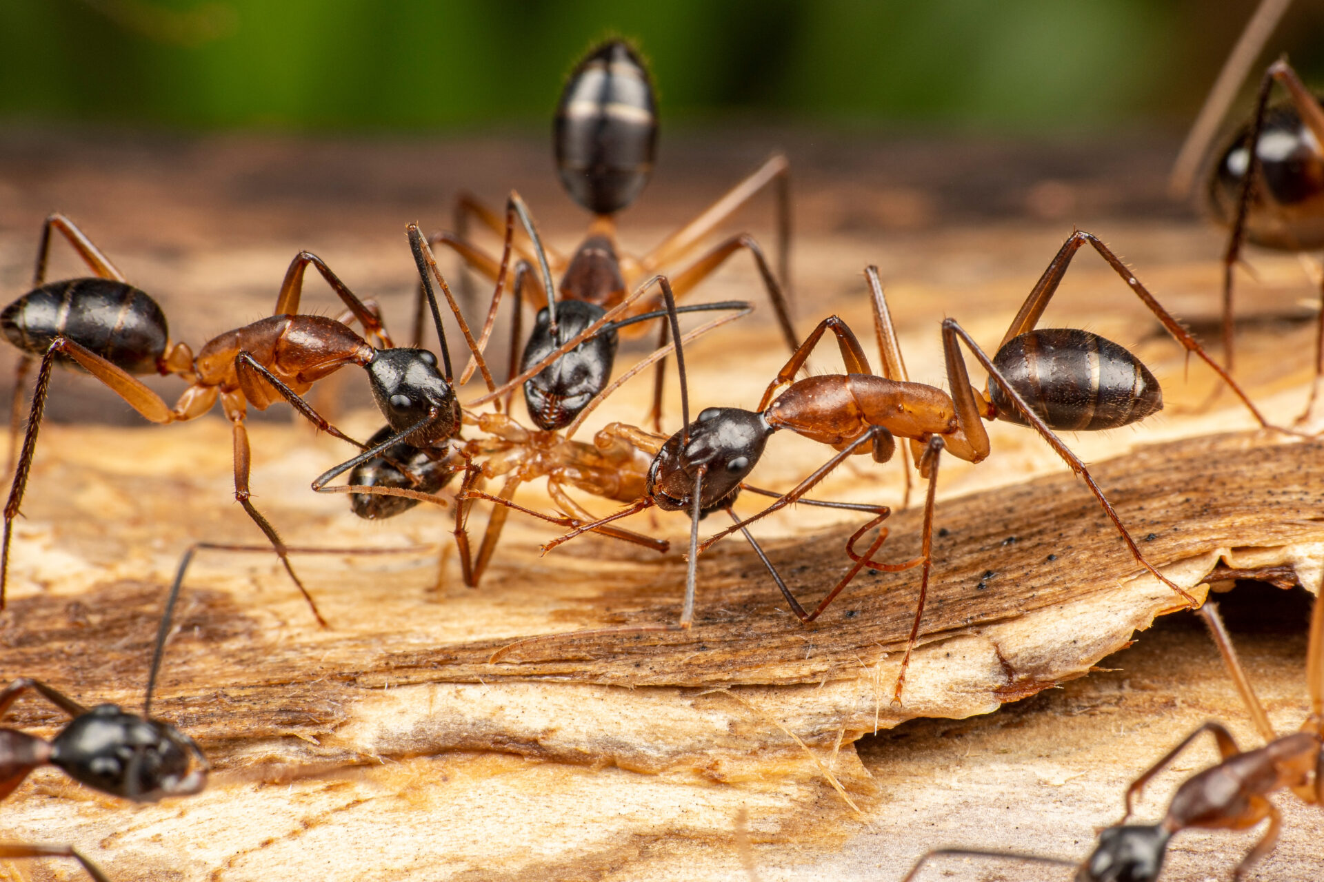 What Are Carpenter Ants? Dodson Pest Control