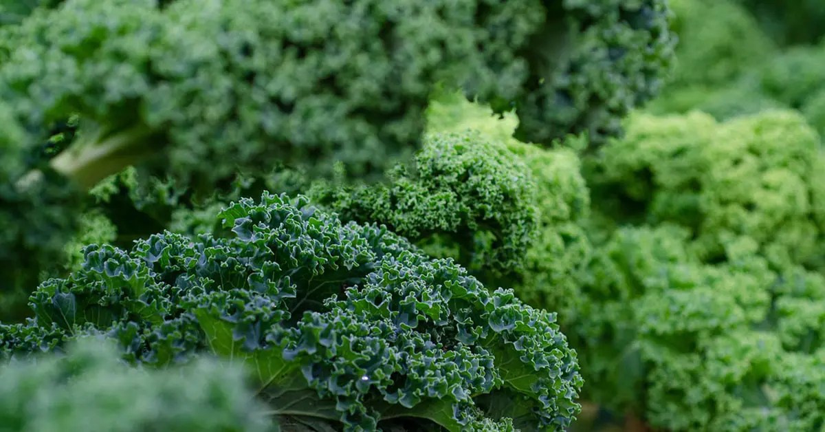 Does Kale Go Bad? Tips to Keep Your Greens Fresh
