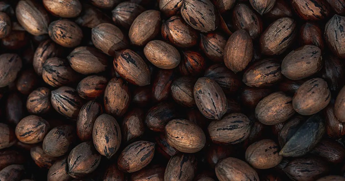 Do Pecans Go Bad? Learn How to Store Them Properly