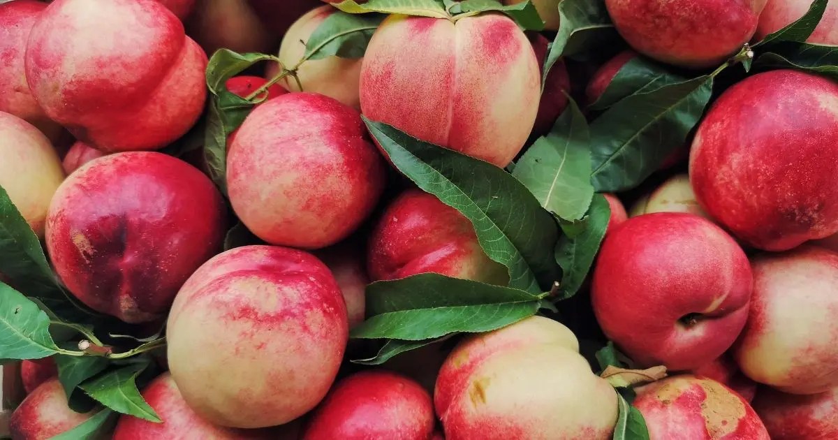 Do Nectarines Go Bad? Nectarine Shelf Life and Storage