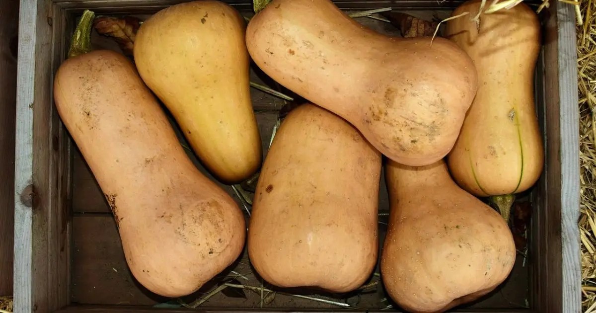 Does Butternut Squash Go Bad? How Long Do It Last