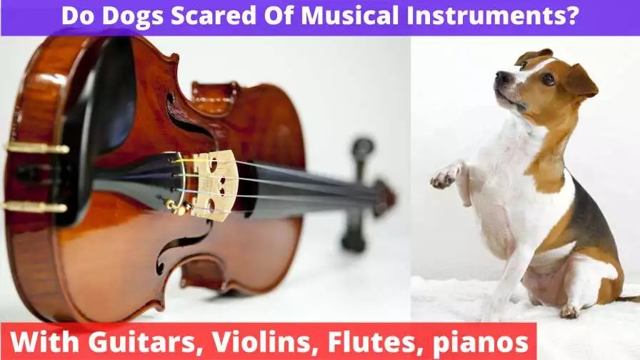 Can Dogs Be Scared Of Musical Instruments? [Guitar/Violin + Other]