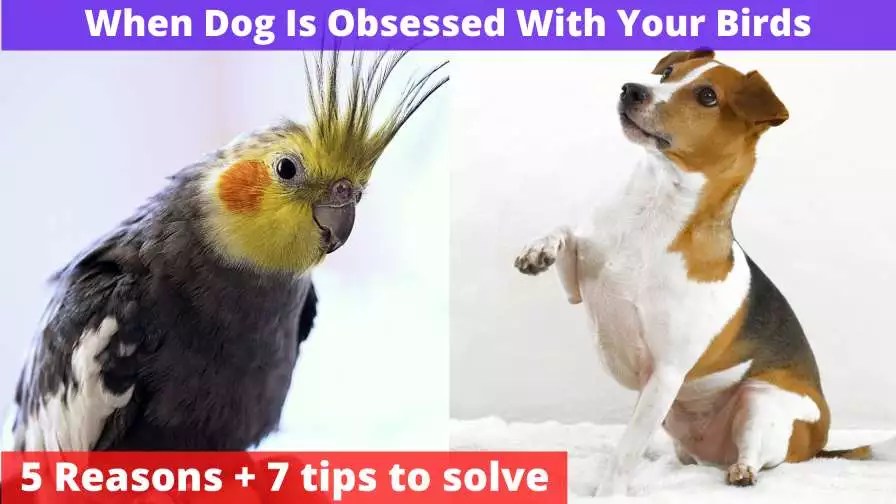 When Your Dog Is Obsessed With Your Birds [Do This + 7 Tips]