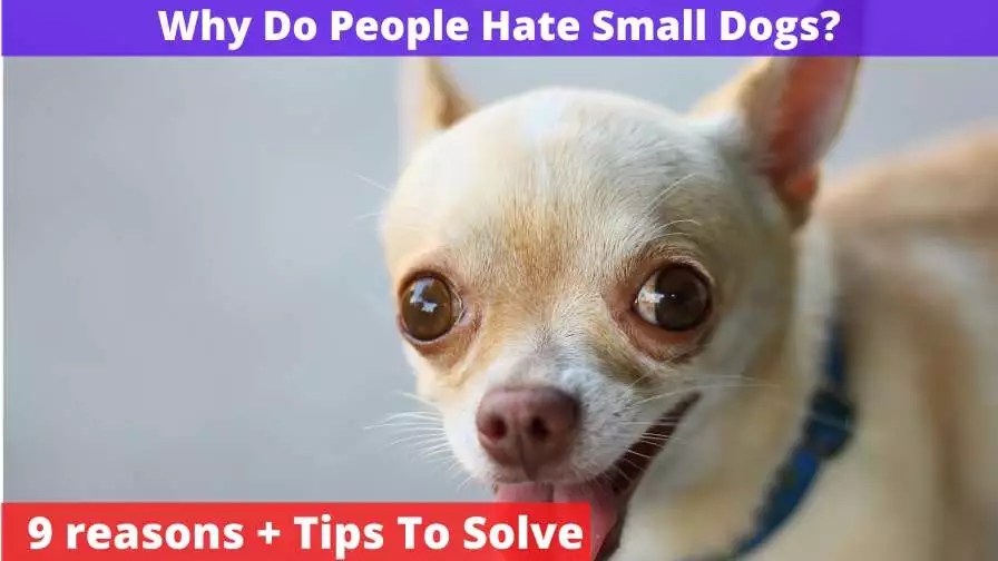 Why Do Some People Hate Small Dogs? [9 Reasons + Tips To Solve]