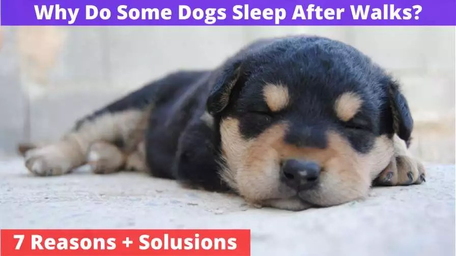 Why Do Some Dogs Sleep After Walks? [ 7 Reasons + Solutions]