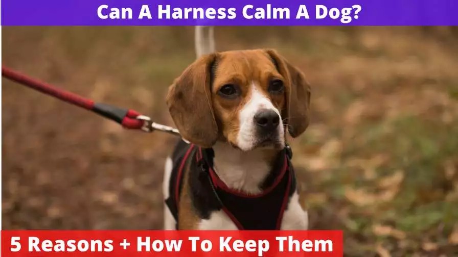 Can A Harness Calm A Dog? [5 Reasons + How To Keep Them Calm]