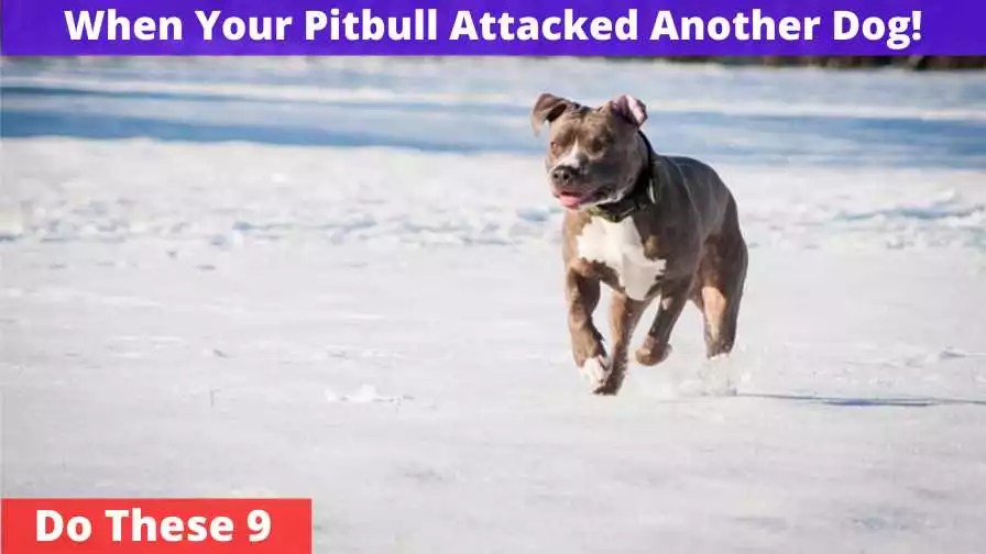 When Your Pitbull Attacked Another Dog [Do These 9 Things]