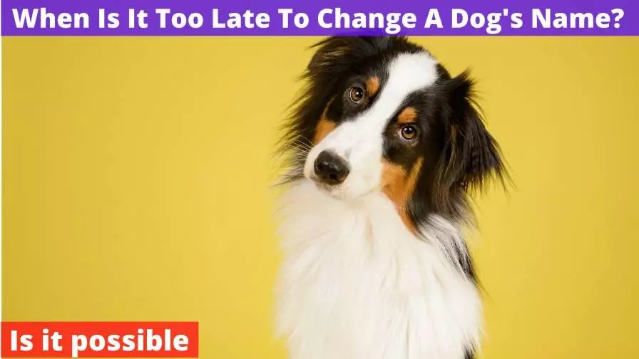 When Is It Too Late To Change A Dog's Name? [Is It Possible?]