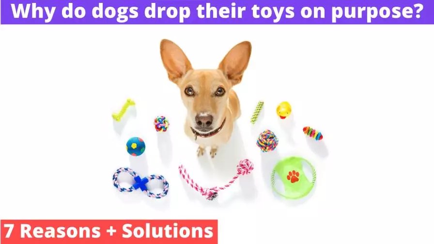 Why Do Dogs Drop Their Toys On Purpose? [Reasons, Solutions]