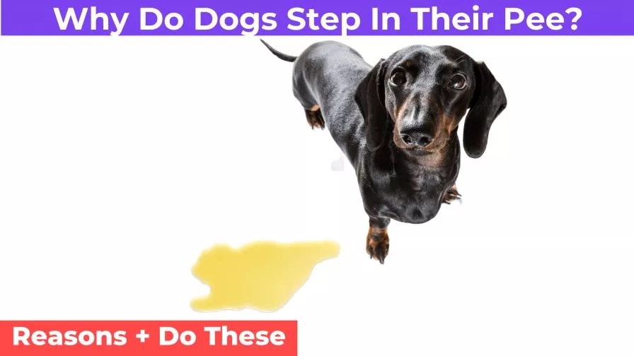 Why Do Dogs Step In Their Pee? [Reasons + Do This]