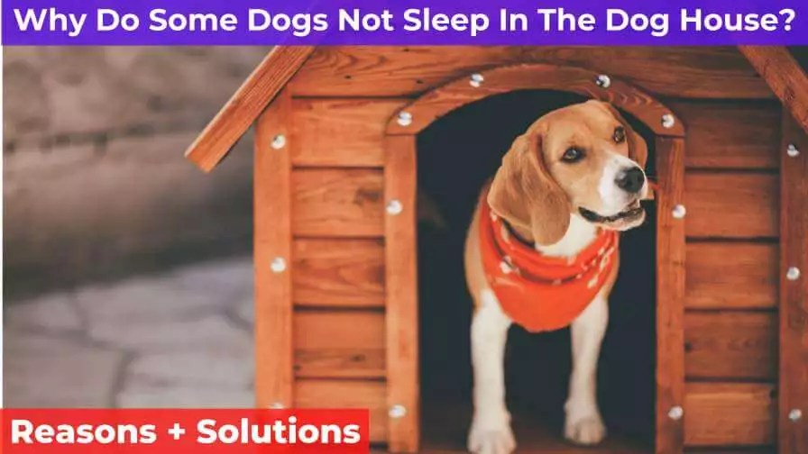 Why Do Some Dogs Not Sleep In The Dog House? [Full Guide]