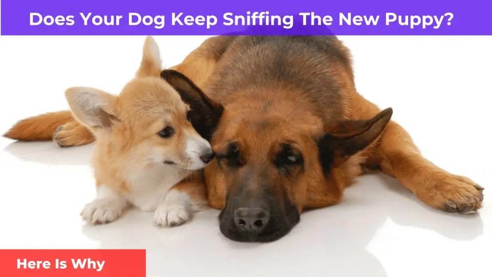 Does Your Dog Keep Sniffing The New Puppy? [Here Is Why]