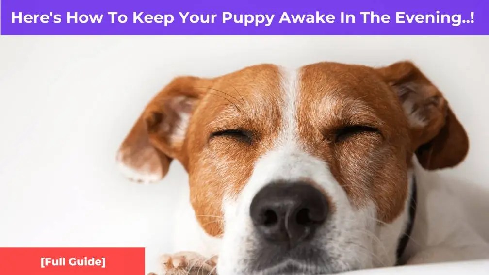 Here's How To Keep Your Puppy Awake In The Evening