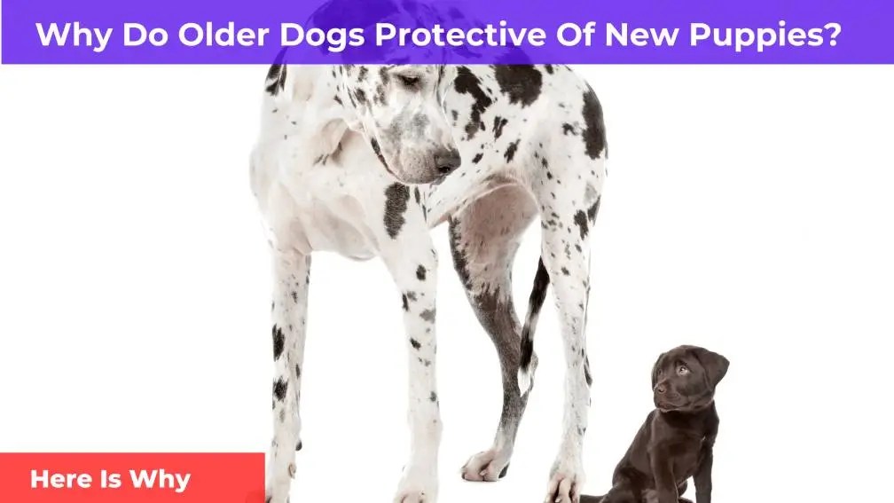 Why Do Dogs Protective