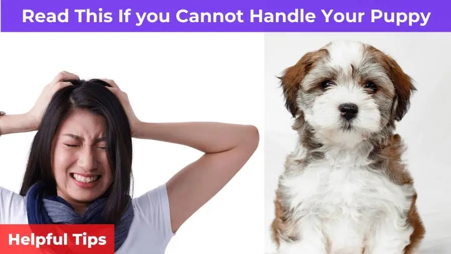 Read This If you Cannot Handle Your Puppy [Helpful Tips]