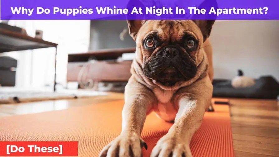 Why Do Puppies Whine At Night In The Apartment? [Do This]