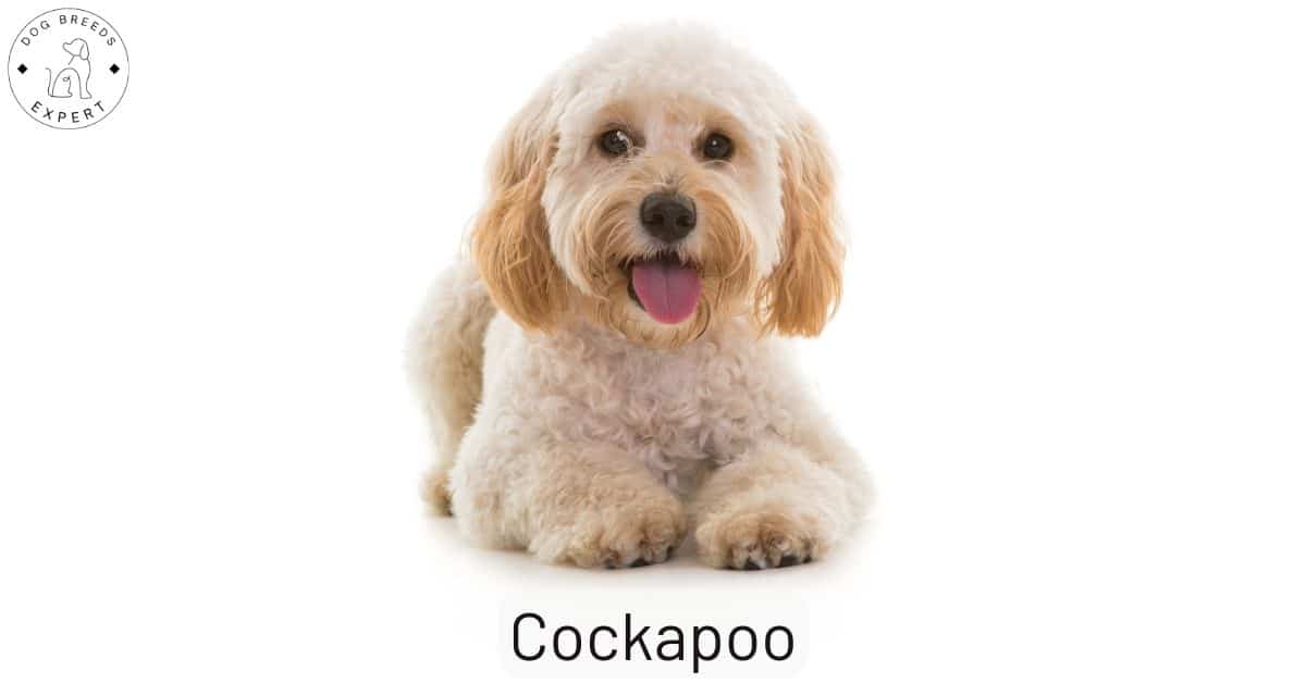 Cockapoo Weight Chart Our Cavapoo vlr.eng.br