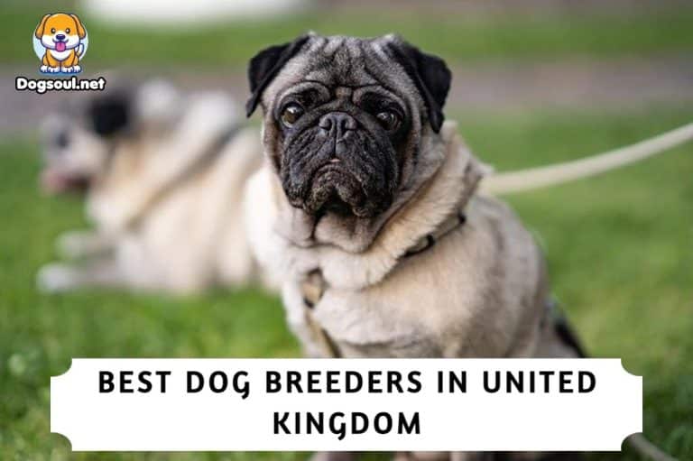 The 10 Best Dog Breeders In The UK (2023)