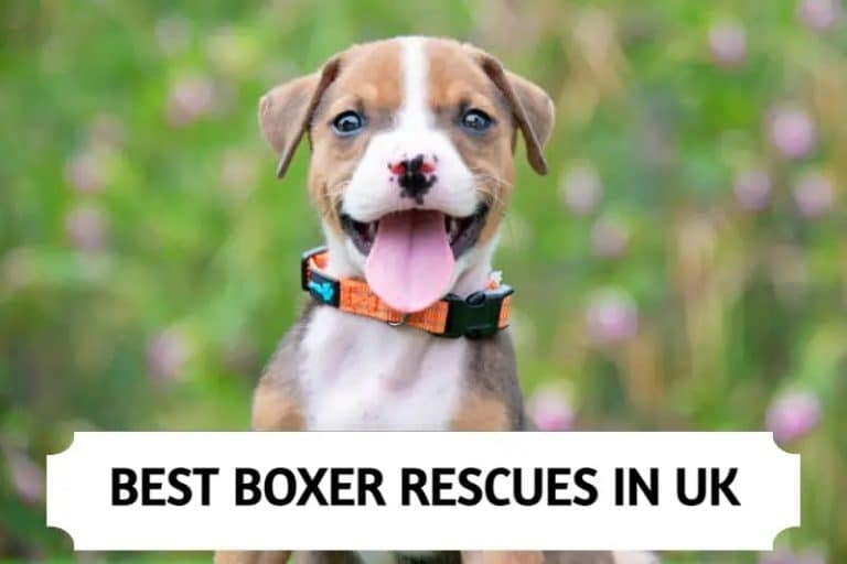 Best Boxer Rescues in UK (2023)