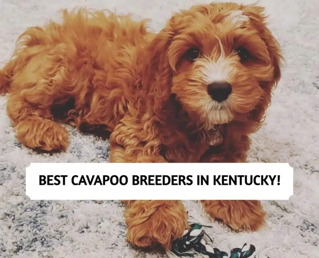 Best Cavapoo Breeders in Kentucky (2024)