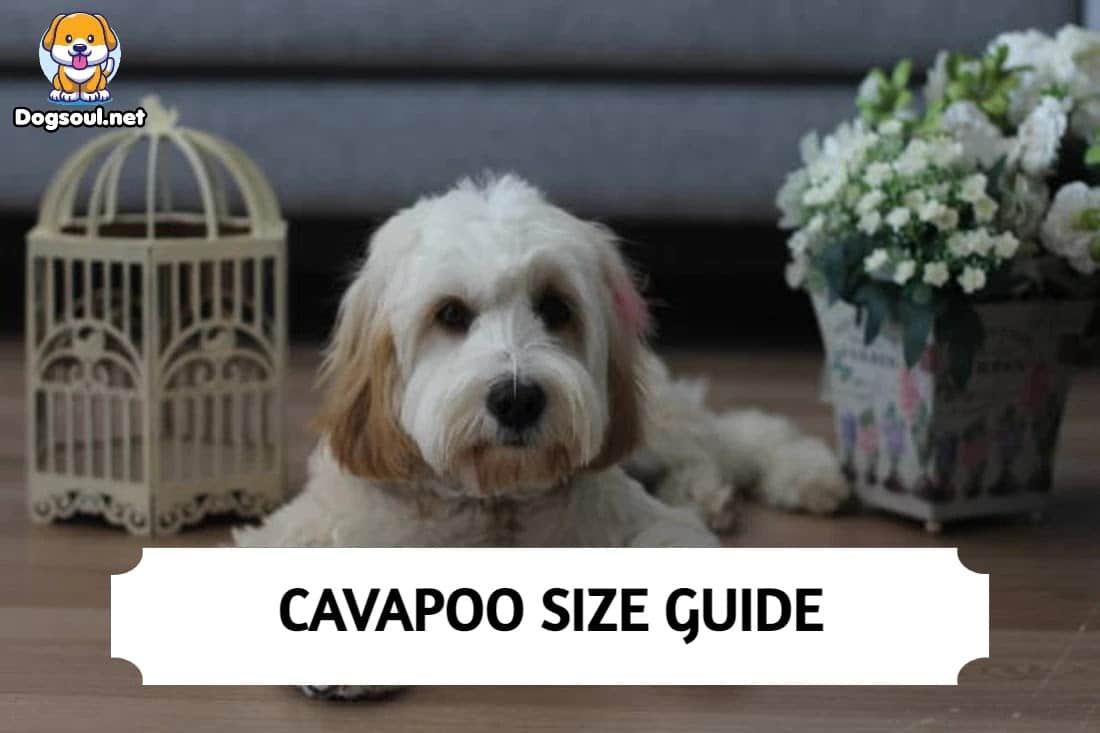 Cavapoo Size How Big Do Full Grown Cavapoos Get?
