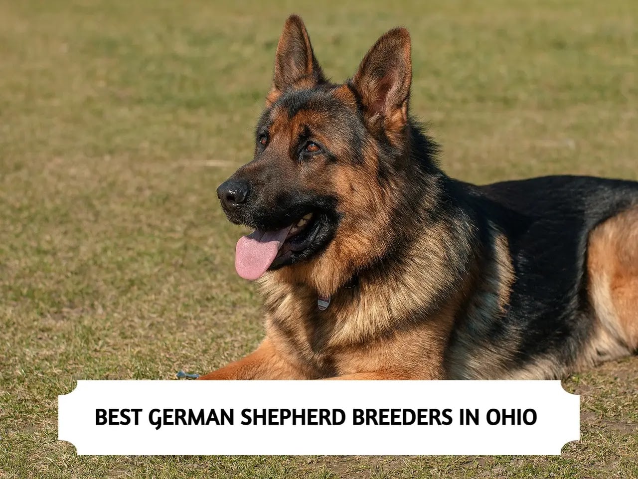 5 Best German Shepherd Breeders in Ohio (2024)