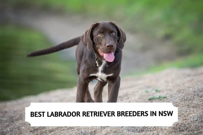 Best Labrador Retriever Breeders in NSW (2024) Top 5 Picks